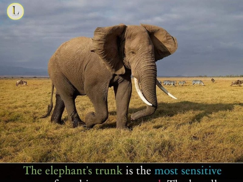 象鼻が哺乳類の最も敏感な臓器である