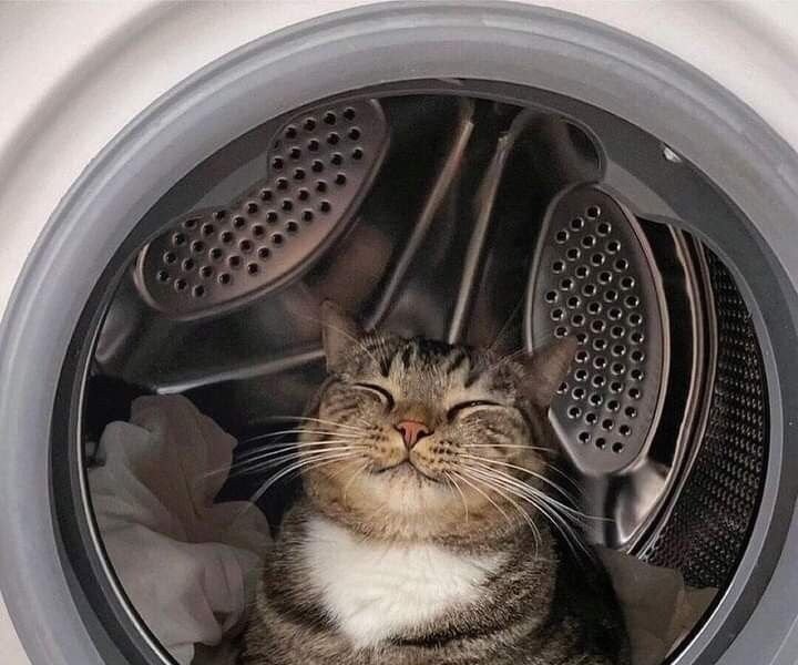 洗濯機占領した猫たち…！
