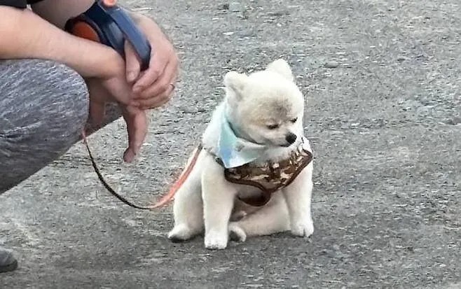 散歩を拒否する子犬
