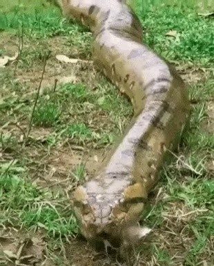 アナコンダの前を通るナマケモノ