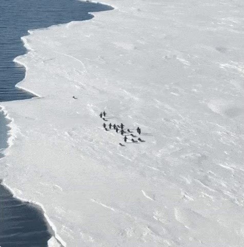 大きな日のようなペンギン先発