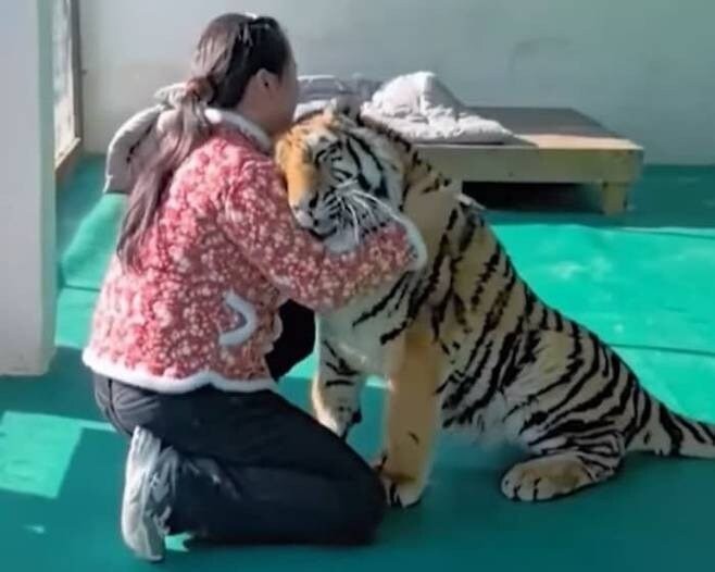 注射が鈍いチョディンニャン