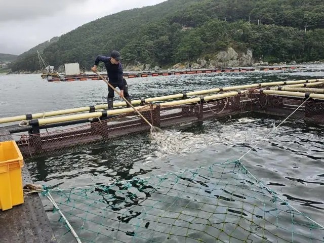 水温上昇によるウルク150万頭の大量弊社