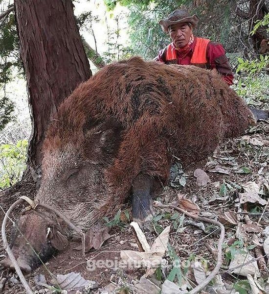 朝鮮半島で目撃されたモンスターイノシシの謎