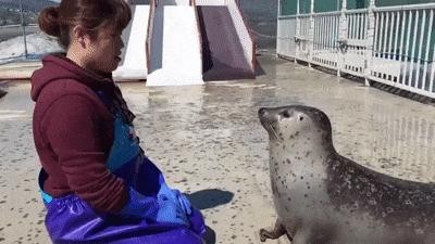 水犯のかわいい模倣、笑いを醸し出す瞬間