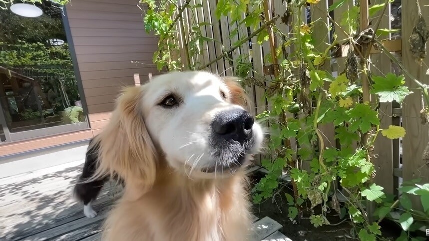 食欲の多い犬にヨージュを食べているYouTube