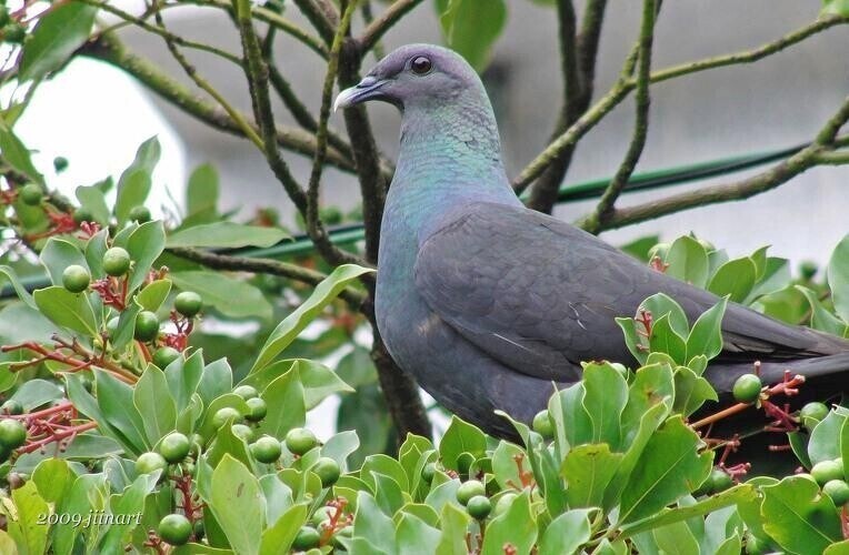 意外に韓国で絶滅危惧の””””鳩””””