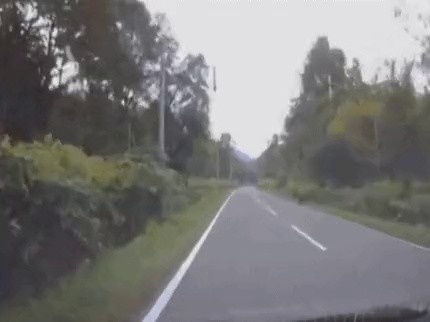 日本北海道のコラニポジション動物