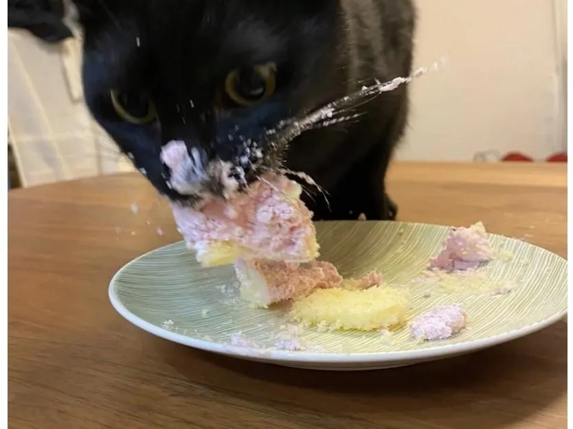 生まれたばかりの猫用ケーキを食べた猫.jpg