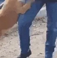 どの有機犬の切実なアピール