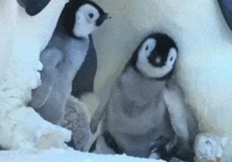 ペンギンが自分の子供を区別する方法