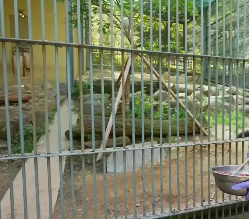 (SOUND)人が好きな清州動物園トラ