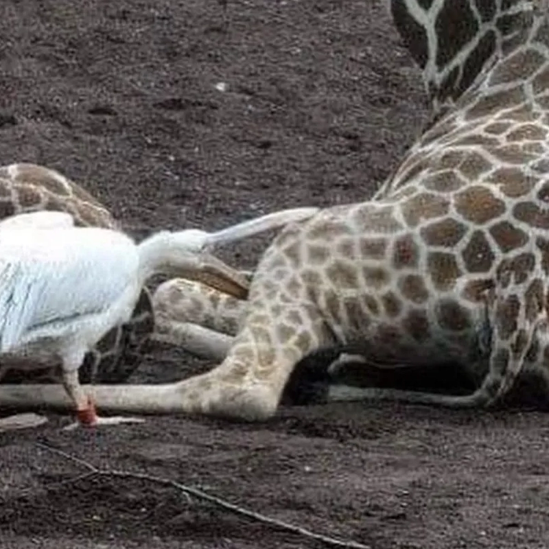 偏見のない動物類甲