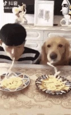 犬とスパゲッティを食べる