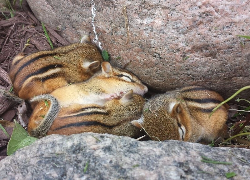 登山中に発見されたリス家族