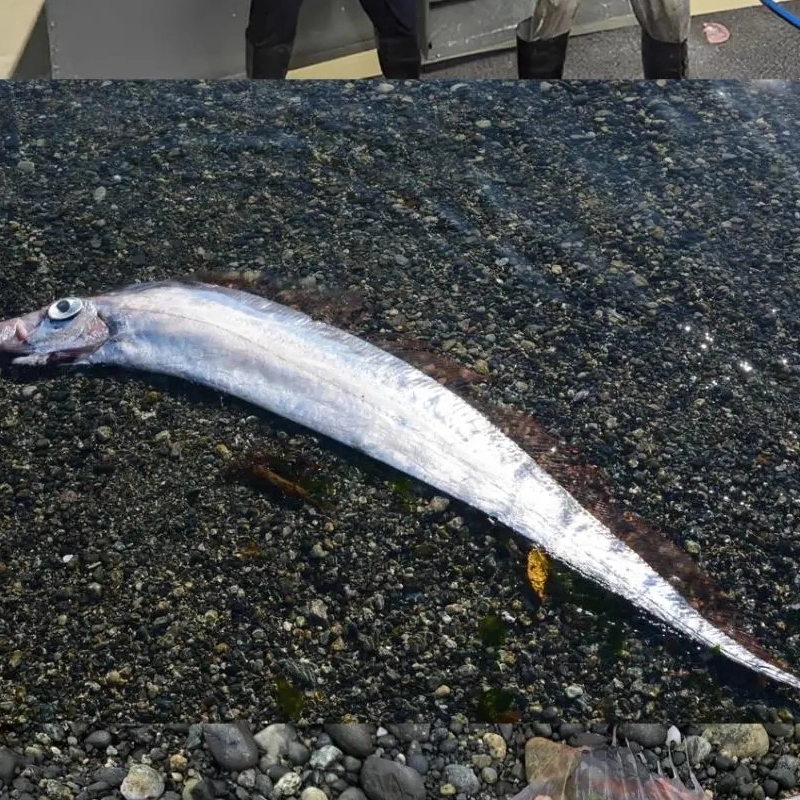 オーストラリアの漁師が捕獲した珍しい魚「サーモンの王」