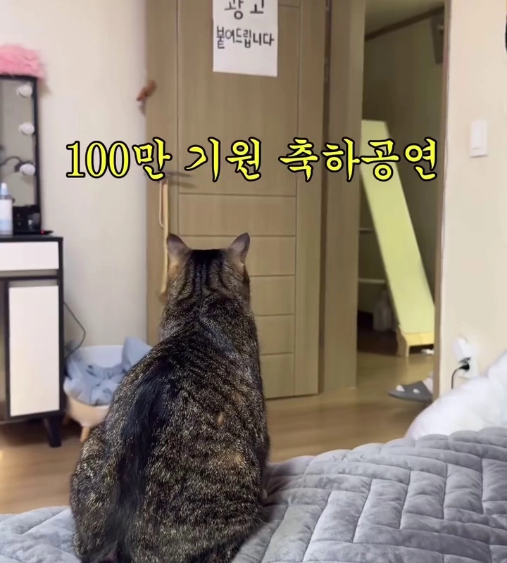 (SOUND)猫ユーチューンチャンネル100万控えた加入者おめでとう公演ゲスト