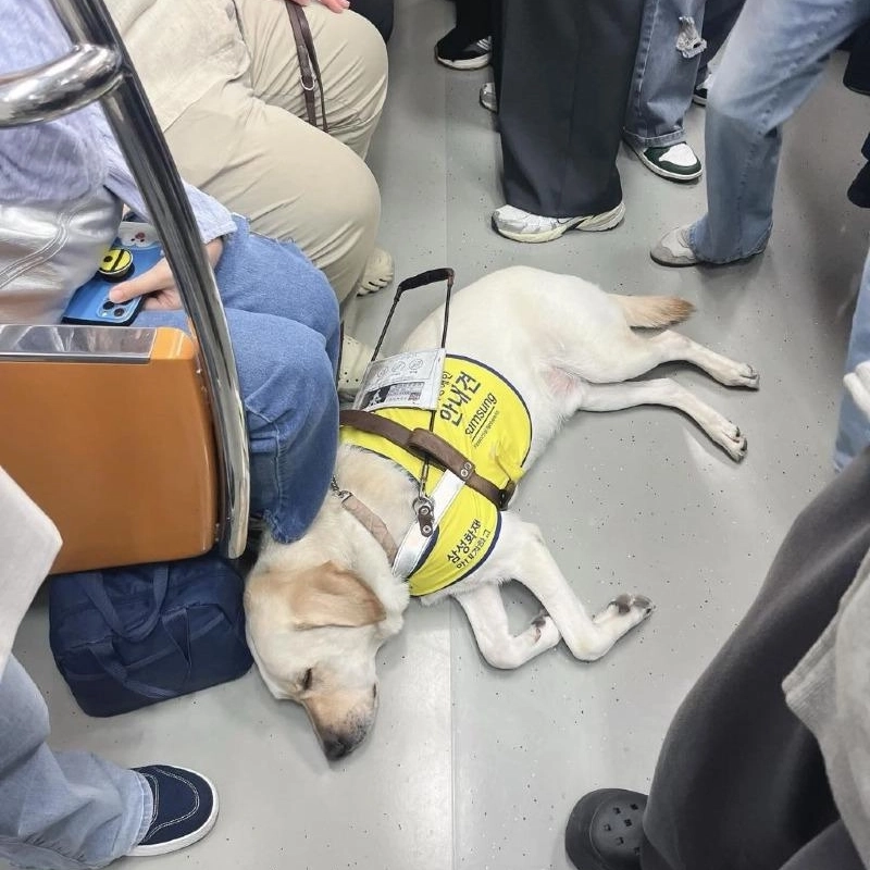 地下鉄の中で疲れている主の前で倒れた案内犬