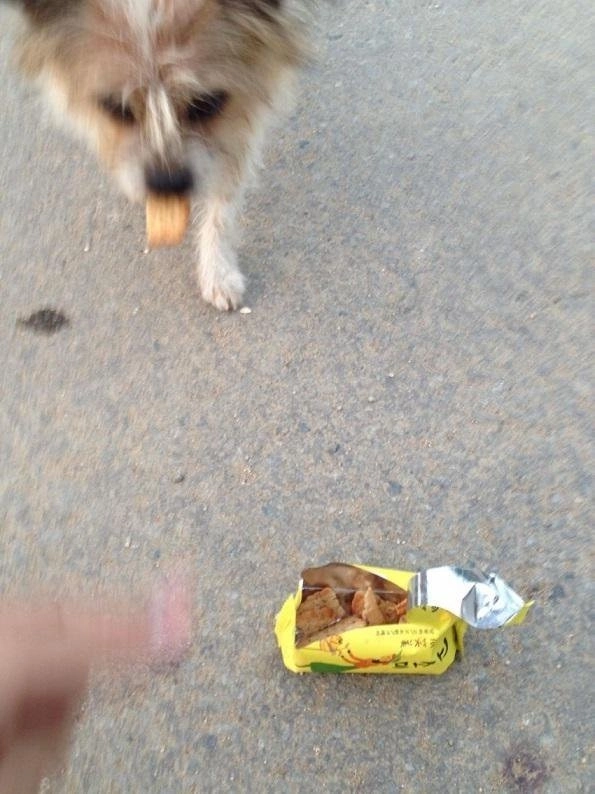 犬の子がついにコソミを食べました