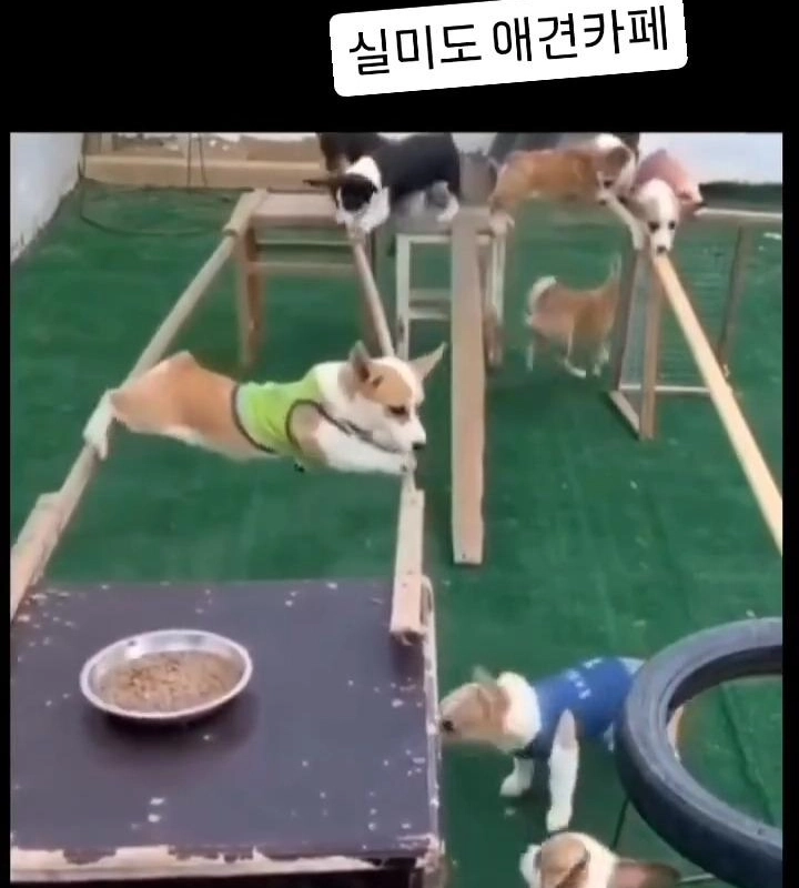 実味も愛犬カフェ