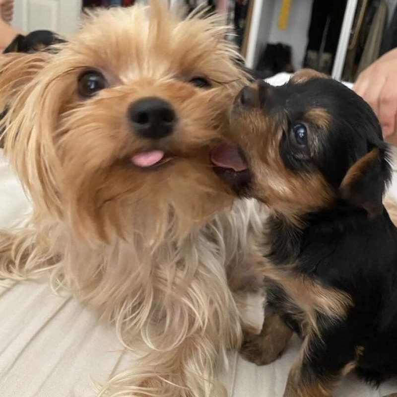 子犬が子犬を一口にする写真