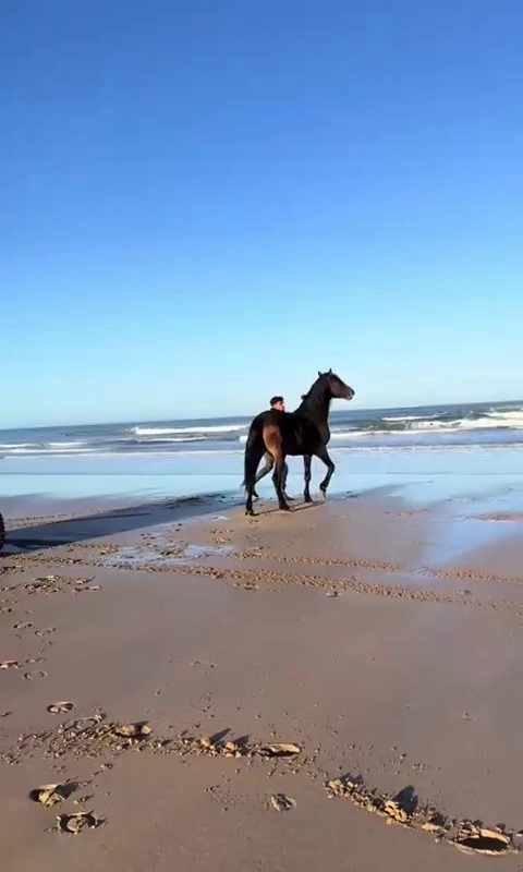 (SOUND)馬が自由に走る姿を見ると、天国が浮かびます。