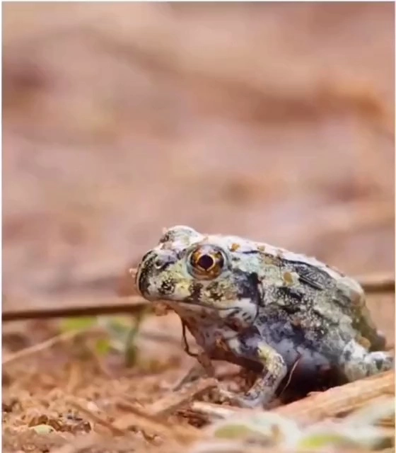 (SOUND)たわごとが転がるたわごとに敷かれて織られるカエル