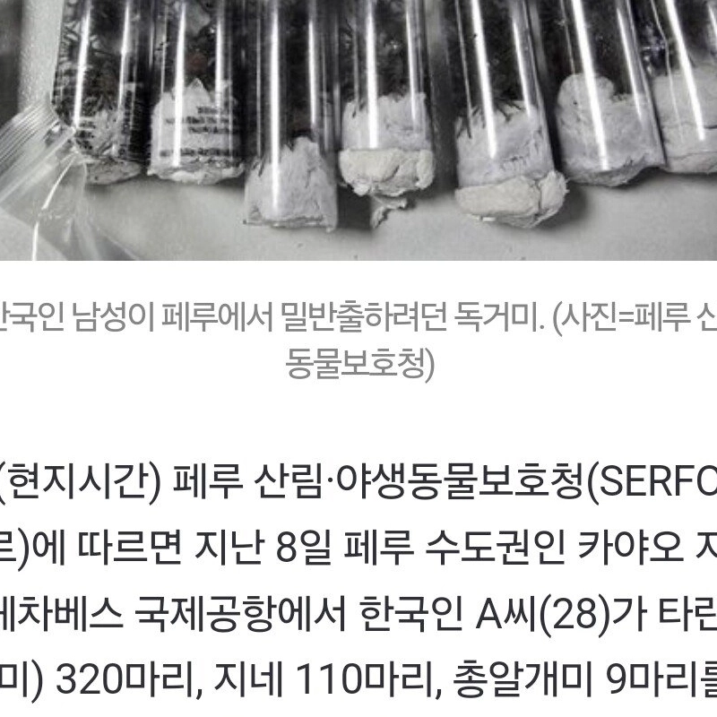 弱嫌）航空機に乗ろうとした20代韓国男の腹に毒クモ・ムカデ320匹…ペルーサー逮捕