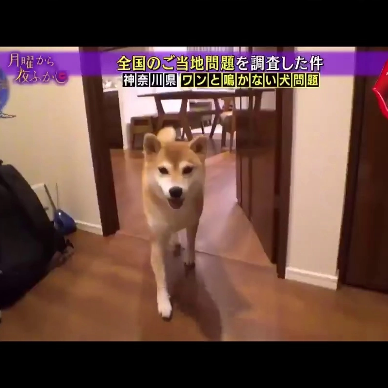 (SOUND)韓国語パッチ付き日本柴犬