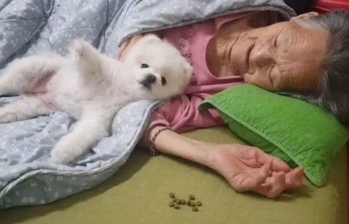 おばあちゃんに飼料を譲る子犬