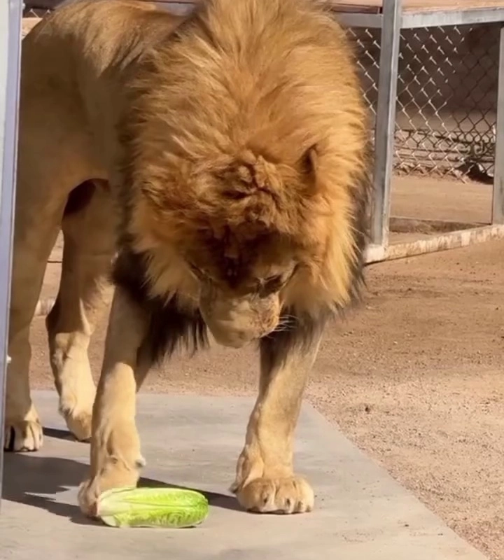 (SOUND)白菜の味を見た猫