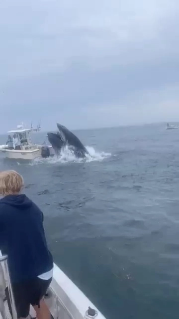 (SOUND)実際の釣り船に沈むクジラ