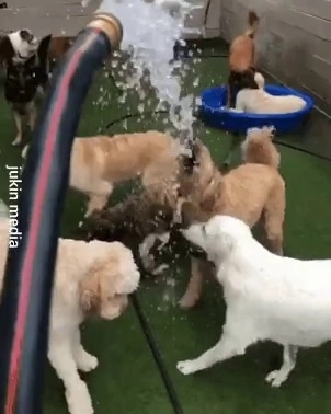 水属性のダニの探し方