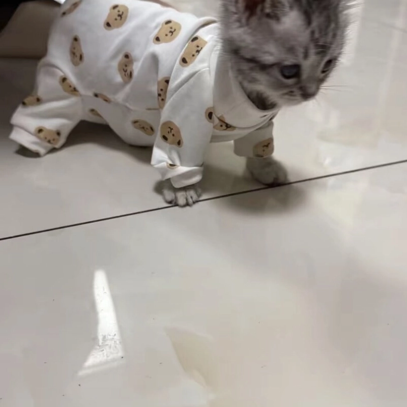 ベビー服を着た猫.jpg