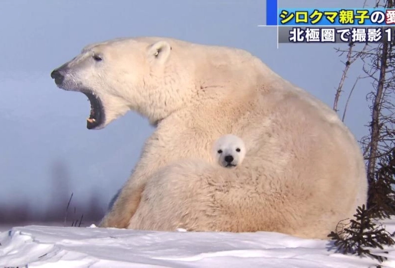 合成のような写真