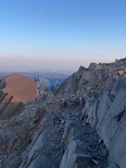 (SOUND)山の頂上に現れた人を見物する山羊