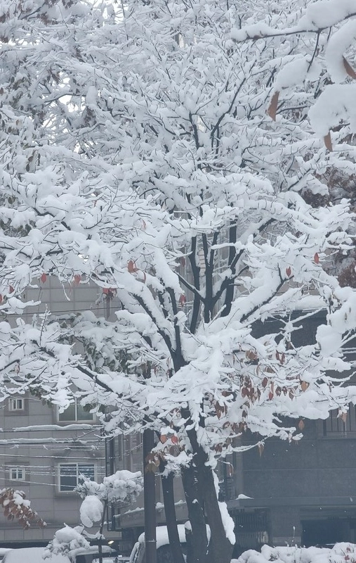 あたたの帰り道におばさんおじさんたちを電話して写真を撮る