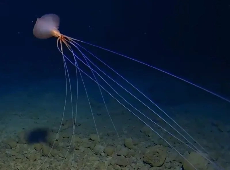 深海3300mで発見されたキュウリギャラ