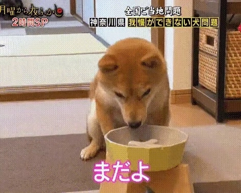 頭では知っていますが、体が付いていない柴犬