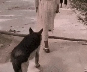 子犬の先行