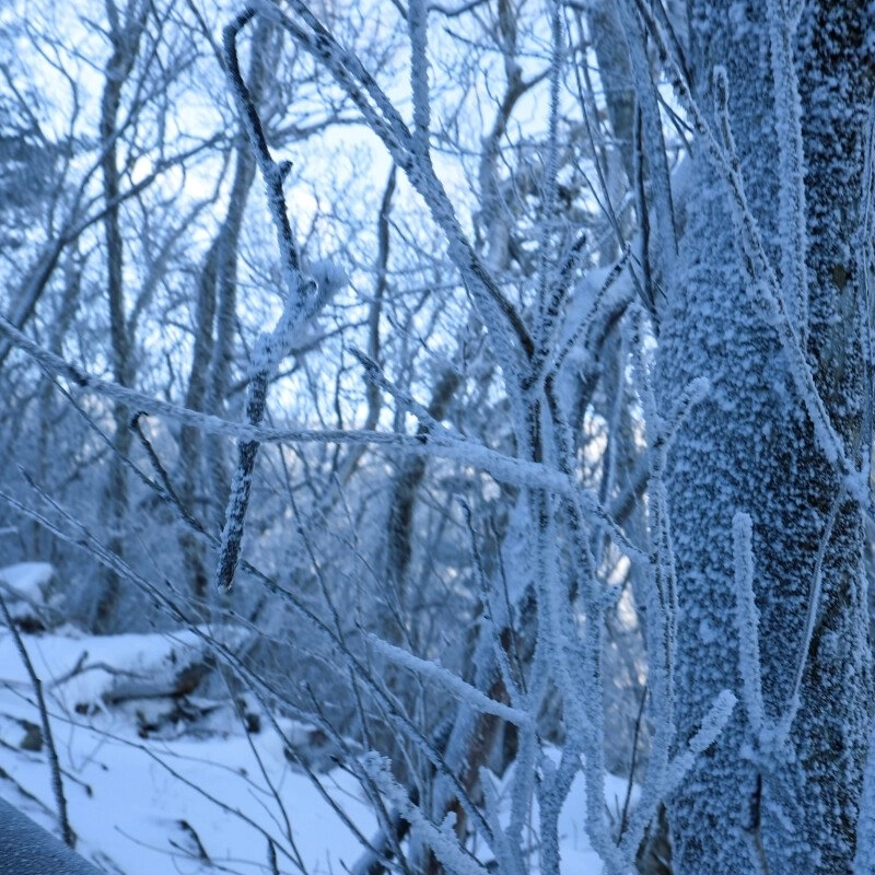 今年の冬の最初の雪の花の散歩に行きます