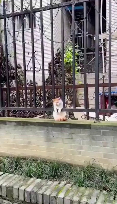 (SOUND)紋章にかまった猫