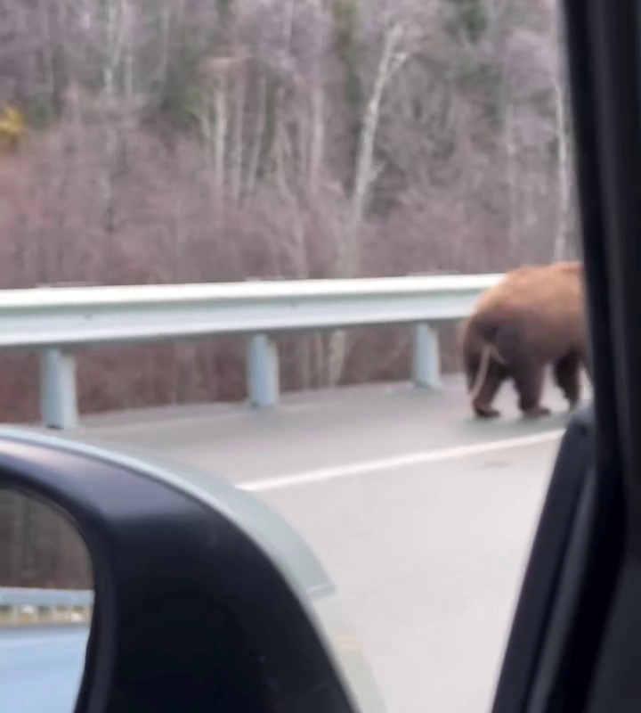 (SOUND)クマアナルに寄生した寄生虫