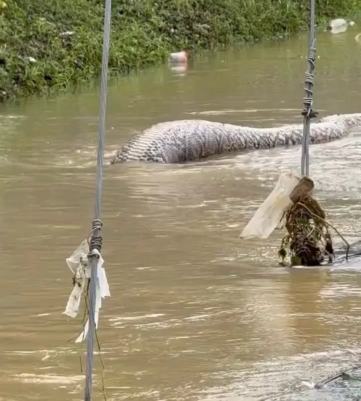 (SOUND)（弱嫌）タイの洪水に押し寄せてきた巨大なヘビ。