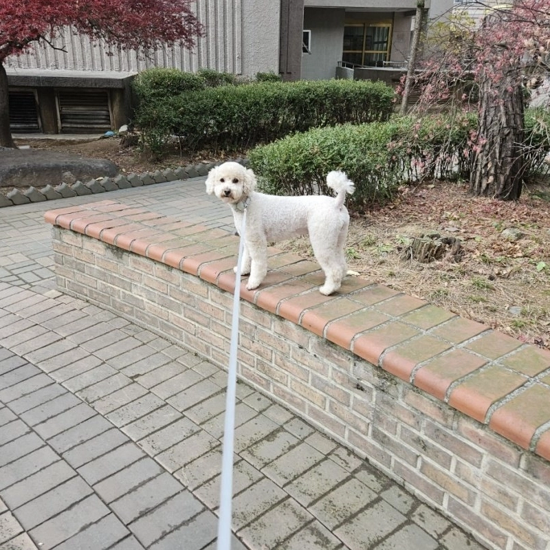 [写真]私の家の子犬プリンが美容しました〜