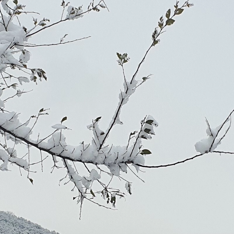 家に帰るのに雪が降ります。