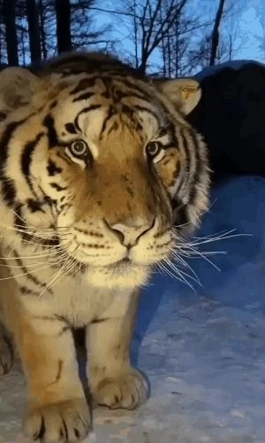 最近中国の長猫の近況。 gif