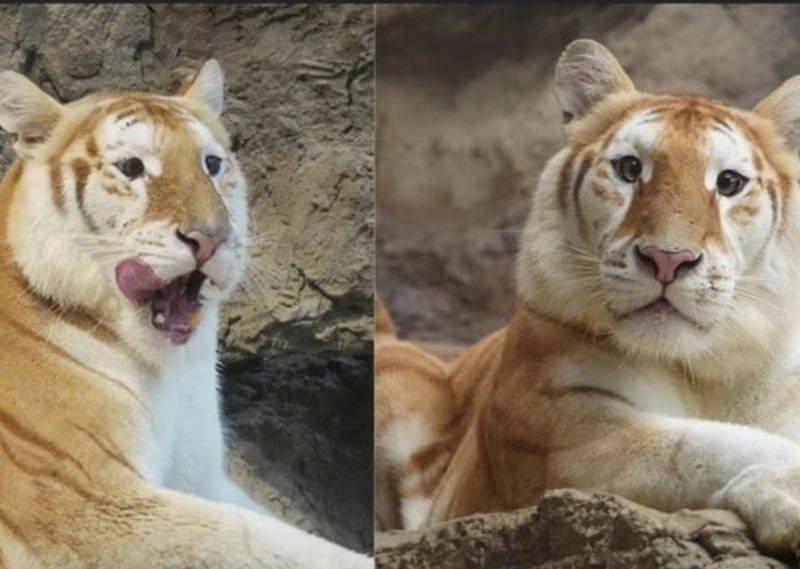 タイ動物園の黄金の猟