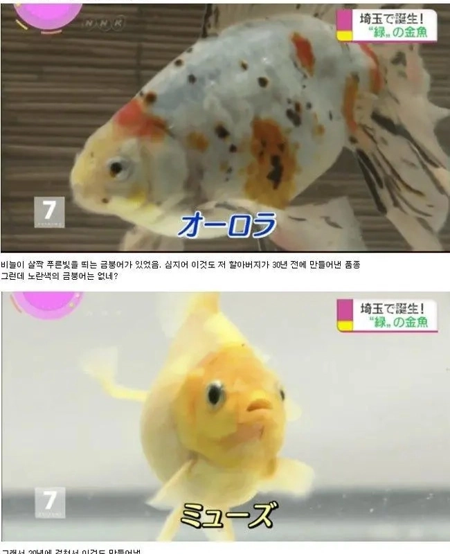 抽象的な金魚を生み出した日本のおじいちゃん