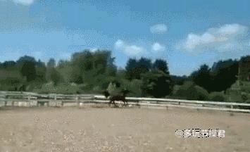 現実の苦しみの赤ちゃん2馬の動き甲.gif